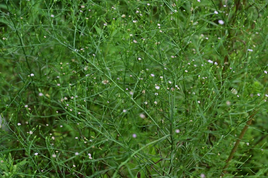 Cover Image for 雨日遐思